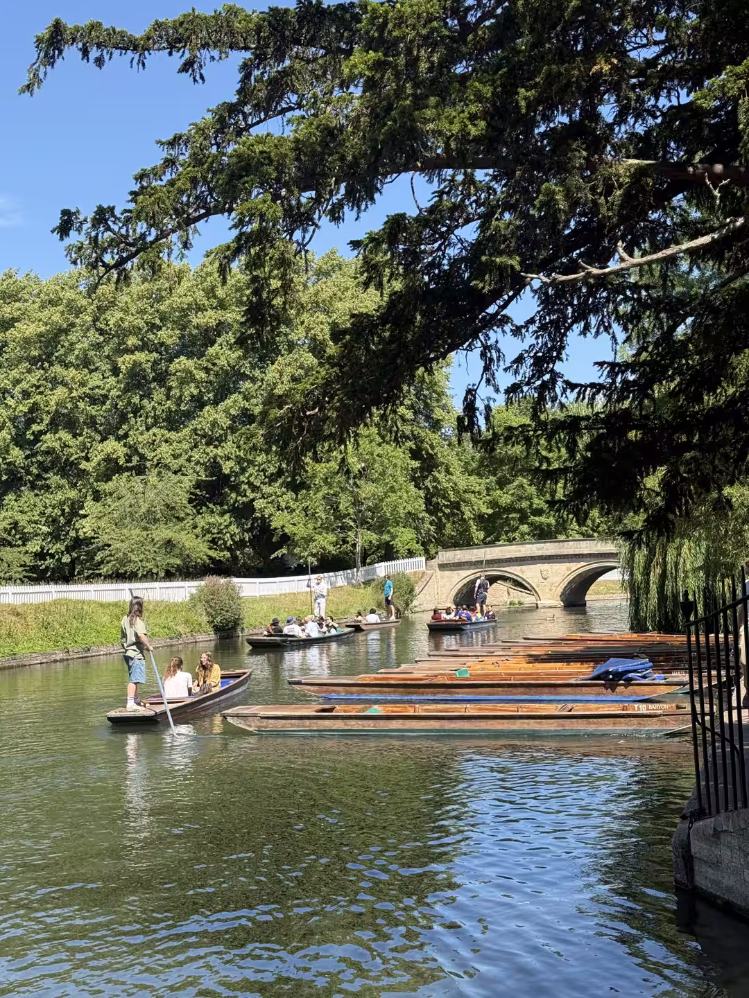 Punts under trees on a green stretch of the River Cam, Cambridge