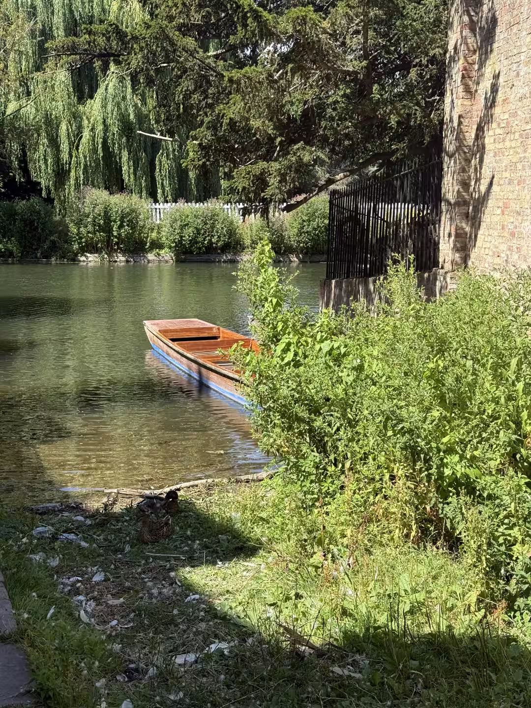 A wooden punt on a leafy, willow-lined stretch of the River Cam, Cambridge