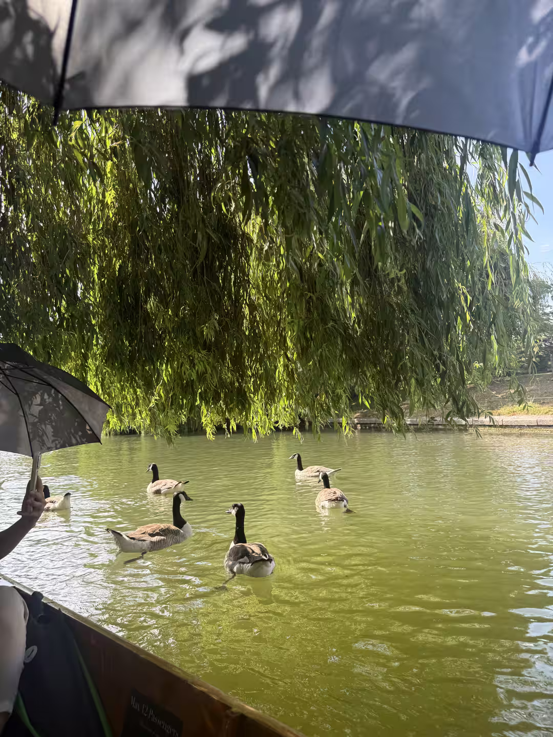 Geese on the willow-lined River Cam, Cambridge